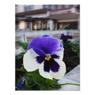 Pansy on the sidewalk photo print