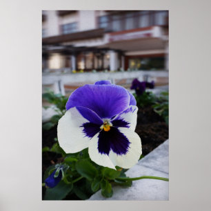 Pansy on the sidewalk poster