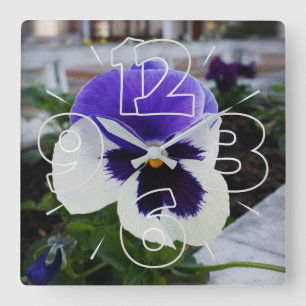 Pansy on the sidewalk square wall clock