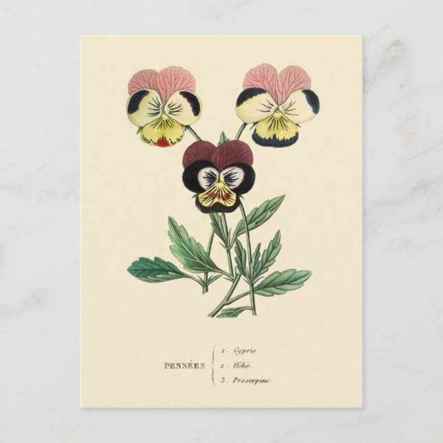 Pansy Pansies Flower Illustration Postcard (Front)