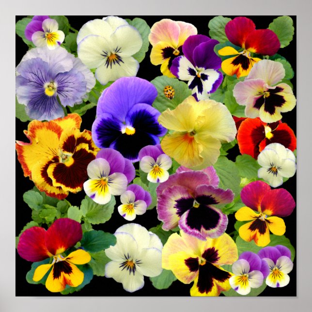 PANSY PATCHWORK ~ PRINT/POSTER POSTER (Front)