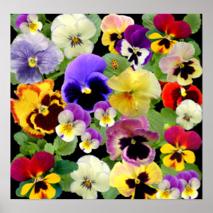 PANSY PATCHWORK ~ PRINT/POSTER POSTER