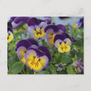 Pansy postcard