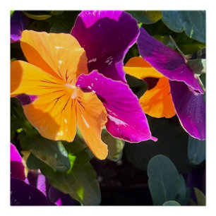 Pansy Poster