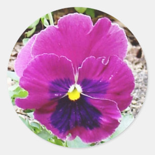 Pansy Sticker