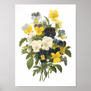pansy(Viola sp.) by Redouté Poster