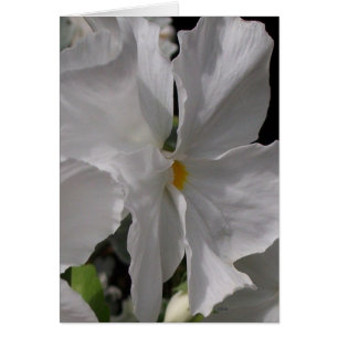 Pansy White
