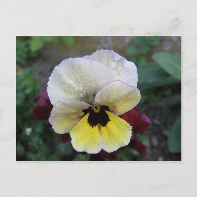 Pansy White and Yellow Postcard (Front)