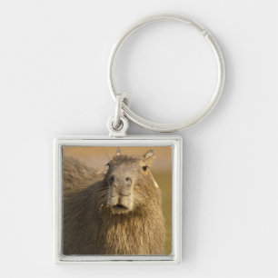 Pantanal, Brazil, Capybara, Hydrochoerus Key Ring