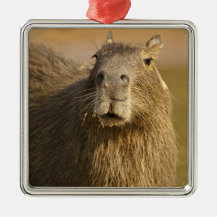 Pantanal, Brazil, Capybara, Hydrochoerus Metal Tree Decoration