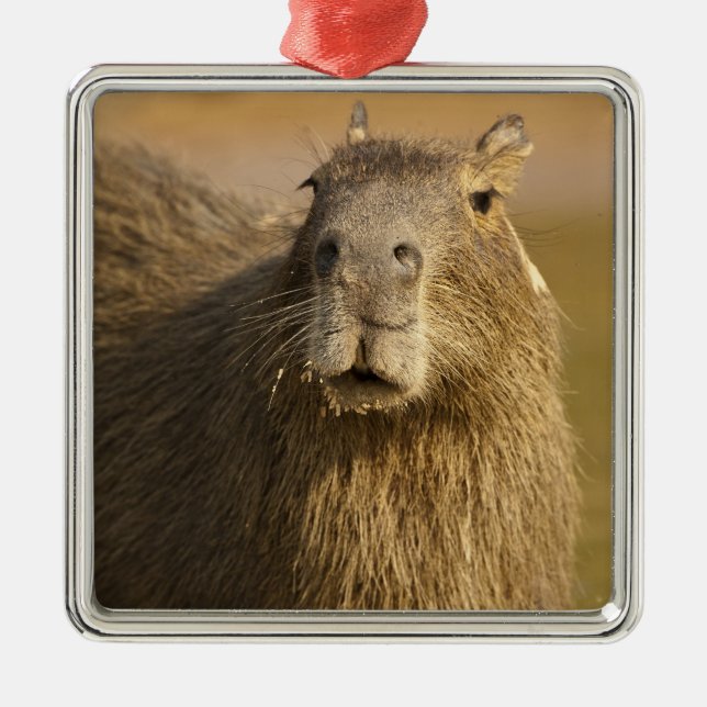 Pantanal, Brazil, Capybara, Hydrochoerus Metal Tree Decoration (Front)