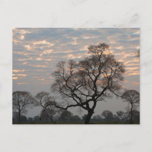 Pantanal Wetlands South America, Brazil Postcard