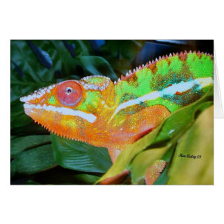 Panther Chameleon