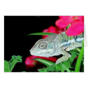 panther chameleon