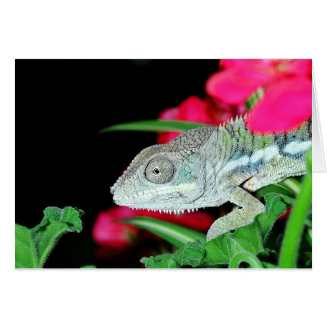 panther chameleon (Front Horizontal)
