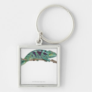 Panther Chameleon Nosy Be (Furcifer pardalis) Key Ring