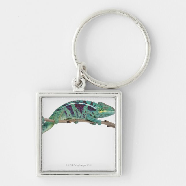 Panther Chameleon Nosy Be (Furcifer pardalis) Key Ring (Front)