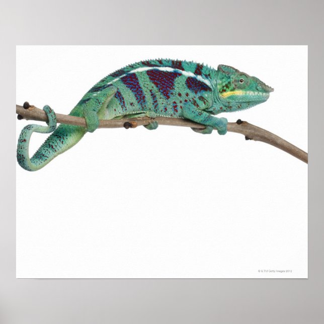 Panther Chameleon Nosy Be (Furcifer pardalis) Poster (Front)