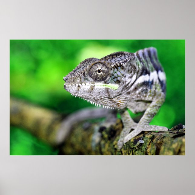 panther chameleon poster (Front)