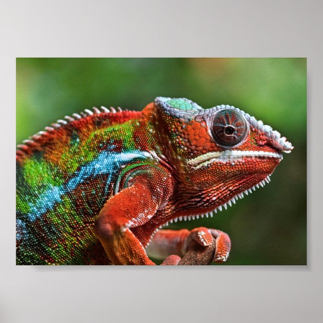 Panther chameleon  poster (Front)