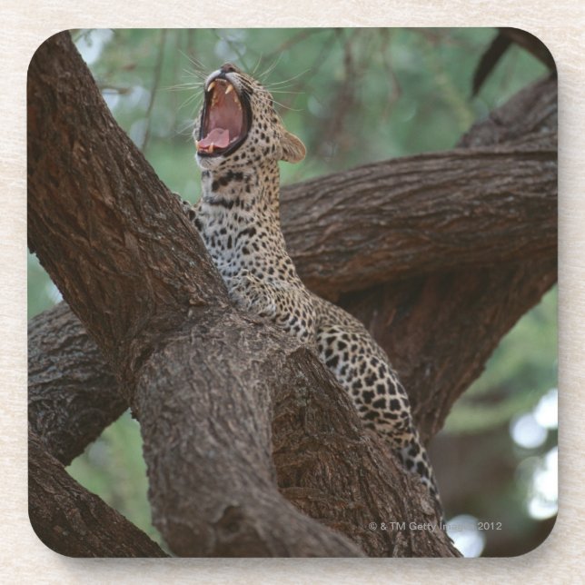 Panther Coaster (Front)