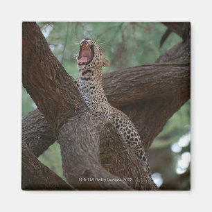 Panther Magnet