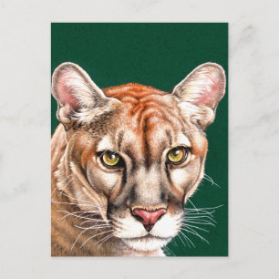 Panther Portrait Postcard