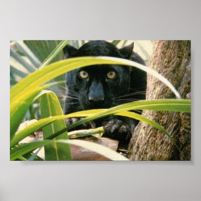 panther poster (Front)