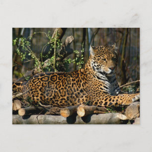 Panthera Jaguar Postcard