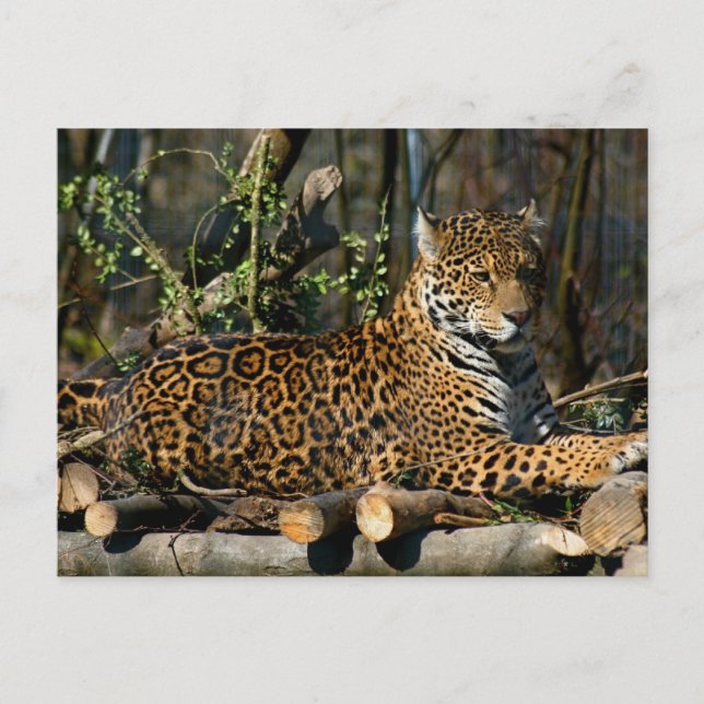 Panthera Jaguar Postcard (Front)