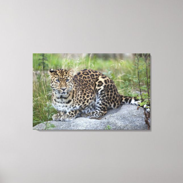 Panthera pardus orientalis canvas print (Front)