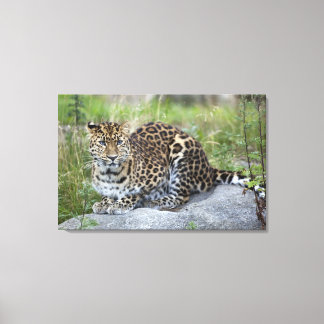 Panthera pardus orientalis canvas print