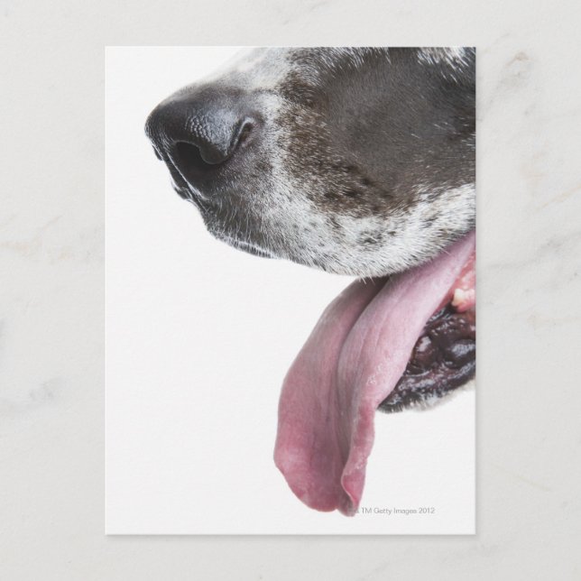 Panting Harlequin Great Dane Postcard (Front)