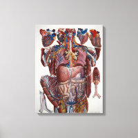 Paolo Mascagni Illustration of Human Viscera