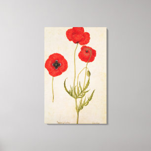 Papavar rhoeas, c.1568 canvas print