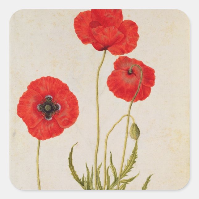 Papavar rhoeas, c.1568 square sticker (Front)