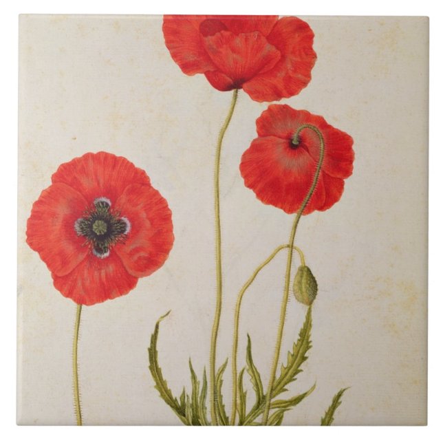 Papavar rhoeas, c.1568 tile (Front)