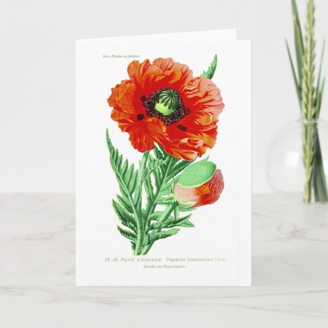 Papaver bracteatum card (Front)
