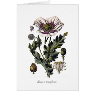 Papaver somniferum