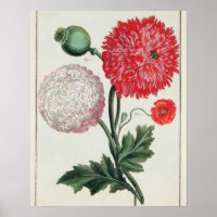 Papaver somniferum and Papaver rheas engraved by G