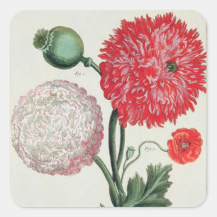 Papaver somniferum and Papaver rheas engraved by G Square Sticker
