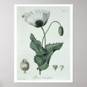 Papaver Somniferum from 'Phytographie Medicale' by Poster