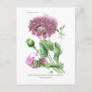 Papaver somniferum (Opium Poppy) Postcard