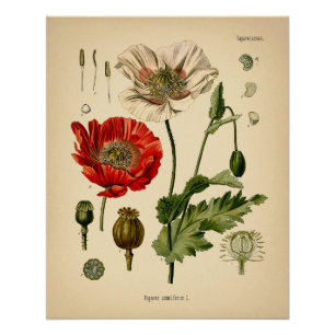 Papaver Somniferum - Poppy Poster