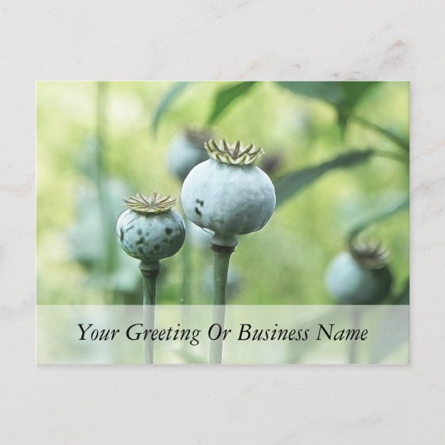 Papaver Somniferum Seed Heads Postcard (Front)