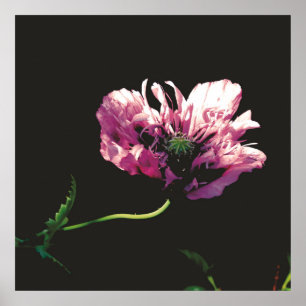 Papaver Sugarplum  Poster