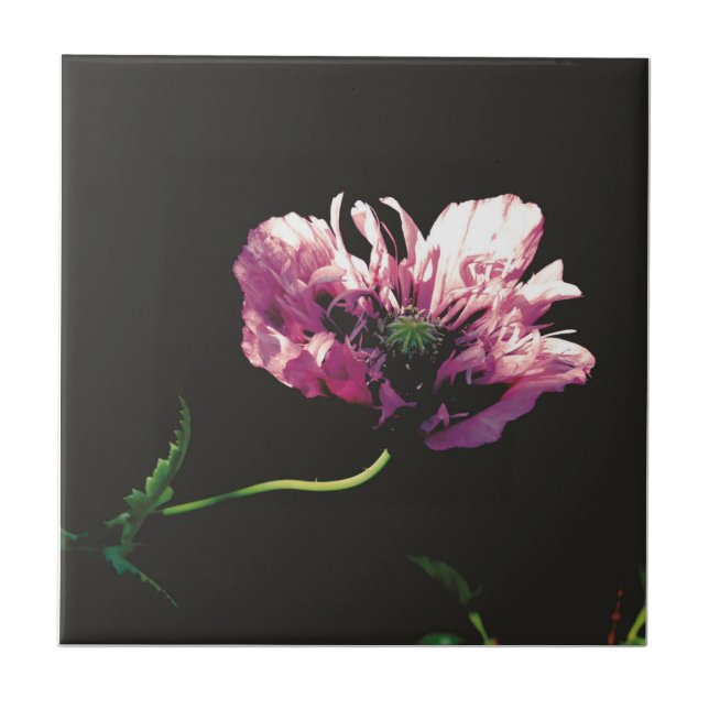Papaver Sugarplum  Tile (Front)