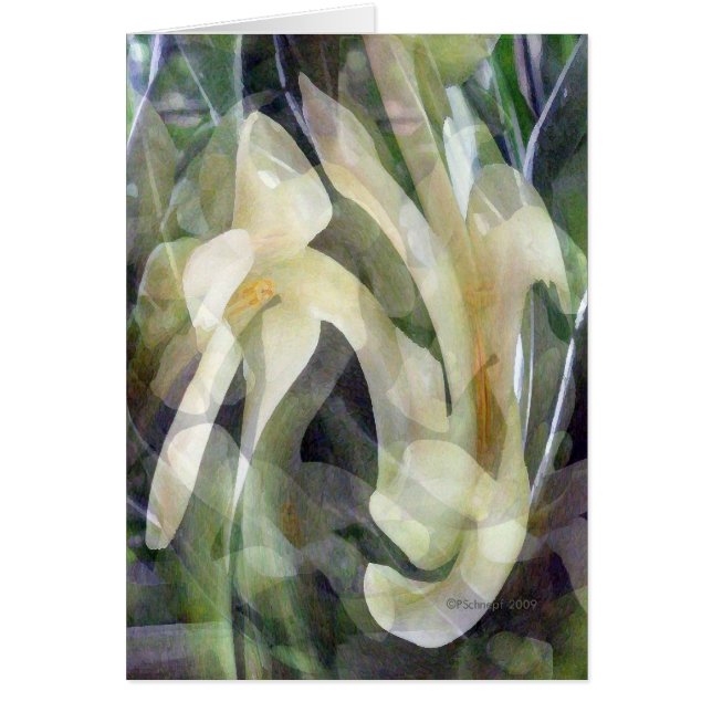 Papaya Flower in Abstract (Front)
