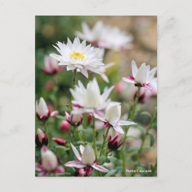 Paper Cascade [Postcard] Postcard (Front)