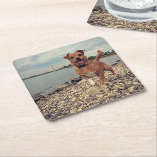 Paper Coasters with your dog photography